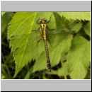 Gomphus vulgatissimus - Gemeine Keiljungfer jung 09.jpg